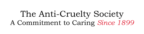 Contact the Anti-Cruelty Society